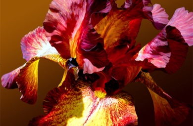 Iris